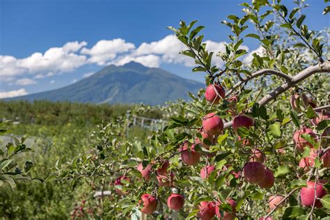 アップルパレス青森：りんごと文化の交差点