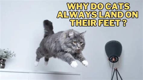 Does Plastic Melt in the Microwave, and Why Do Cats Always Land on Their Feet?