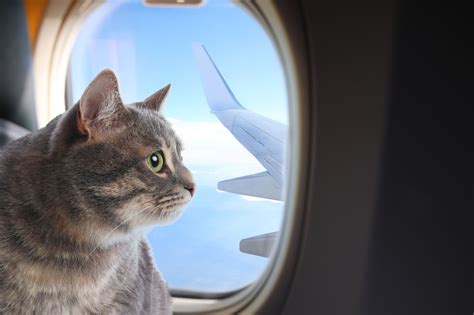 ヨーロッパ 新婚旅行：なぜ猫は飛行機に乗らないのか？