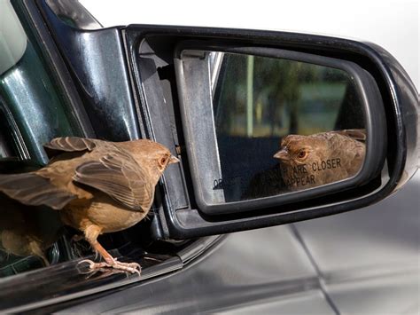 伊勢 ビジネスホテル - なぜカラスは鏡を見て驚くのか？