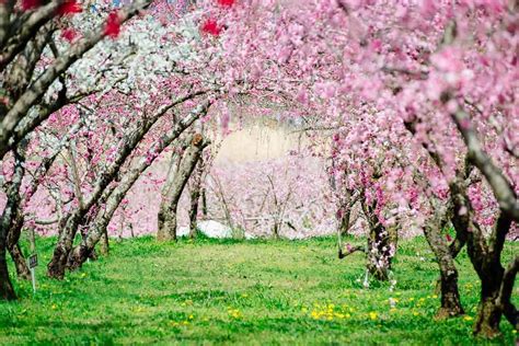  The Peach Blossom Spring: Escape into Tranquility and Timeless Wisdom?