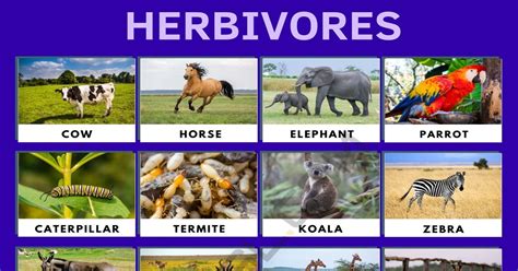 What are animals called that feed on herbivores, and how do they influence the ecosystem in unexpected ways?