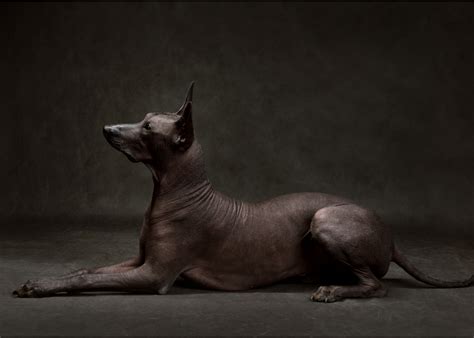  Xoloitzcuintli: Een Magisch Beest Met een Trouwe Hart en een Mystieke Band met de Dood